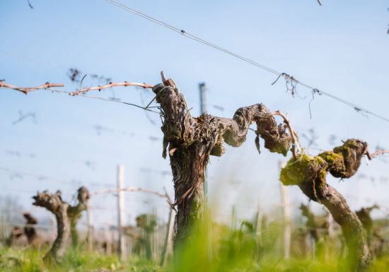 Los viticultores de Uni-Médoc