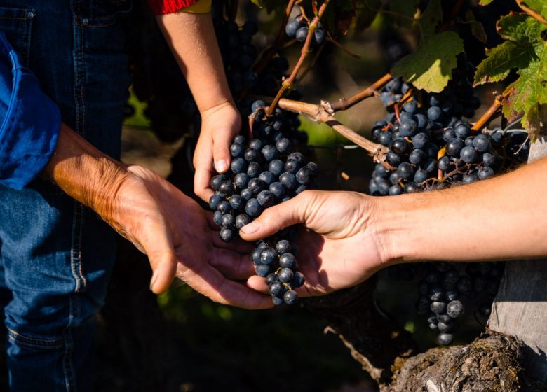 Os viticultores da Uni-Médoc