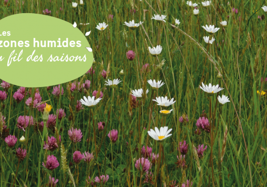 JMZH : A la découverte des fleurs de la Vanne