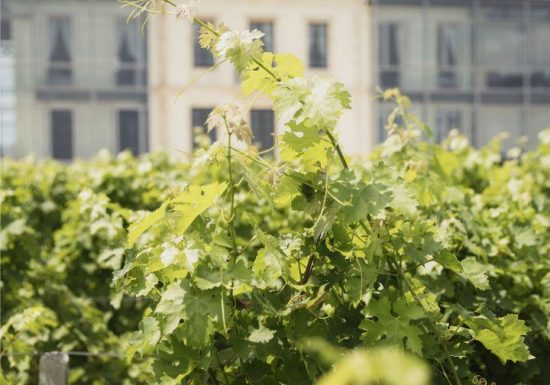 Visita da natureza ao Château Pédesclaux