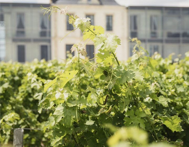 Natuurbezoek aan Château Pédesclaux