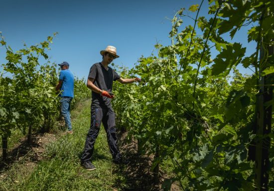 Domaine de la Pigotte