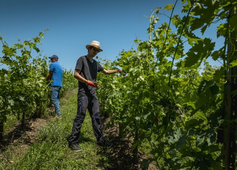 Domaine de la Pigotte