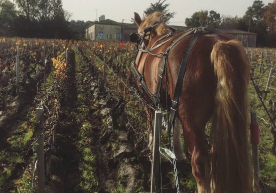 Château Picourneau-Malvezin