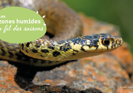 JMZH : A la découverte du Liron