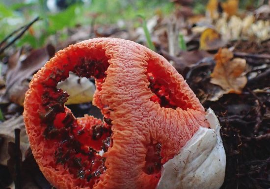 Balade nature – Les Champignons Sauvages