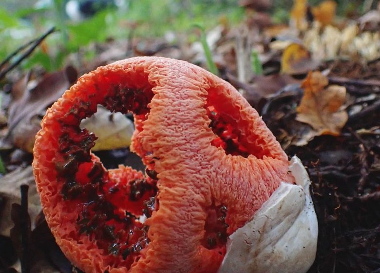 Caminhada pela Natureza - Cogumelos Selvagens