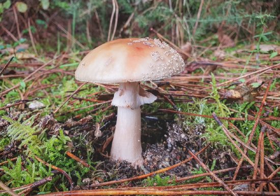 Balade nature – Les Champignons Sauvages