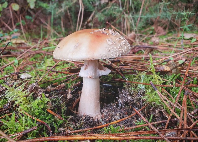 Прогулка на природе - Дикие грибы