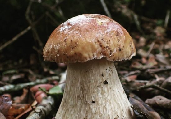 Balade nature – Les Champignons Sauvages