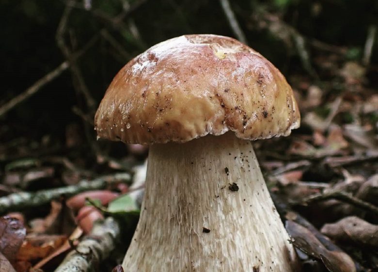 Passeggiata nella natura - Funghi Selvatici