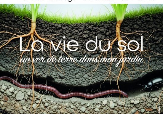 Foire aux plantes « La Passiflore » : La vie du sol- un ver dans mon jardin