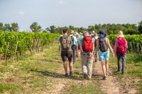 De l’estuaire à la vigne : Boucle de Saint-Julien-Beychevelle