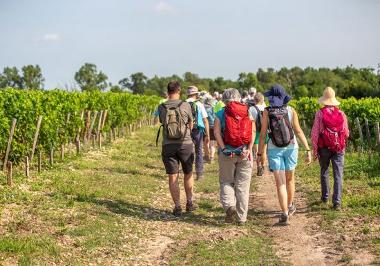 De l’estuaire à la vigne : Boucle de Saint-Julien-Beychevelle
