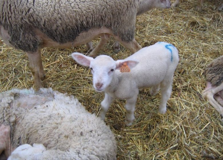 Feast of the Lamb