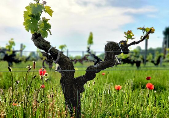 Aperitivo tra le vigne a Château Hourtin-Ducasse