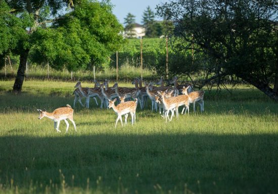 Château Haut-Barrail