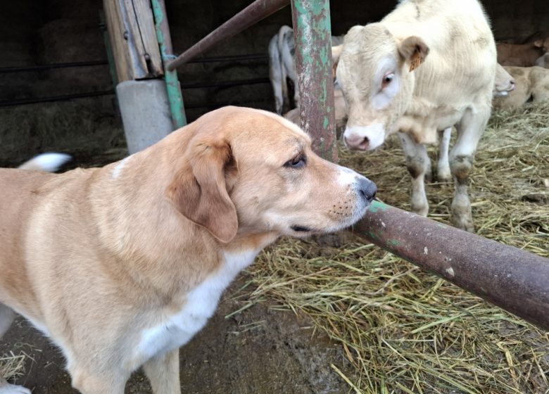 Château Grand Gallius