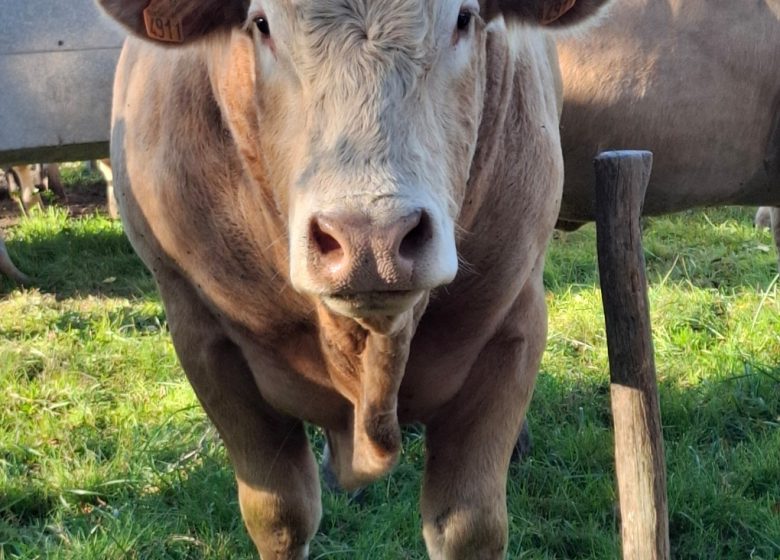 Château Grand Gallius