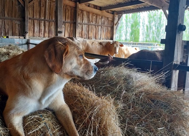 Château Grand Gallius