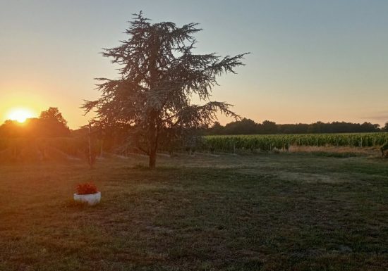 Aire du Château la Branne