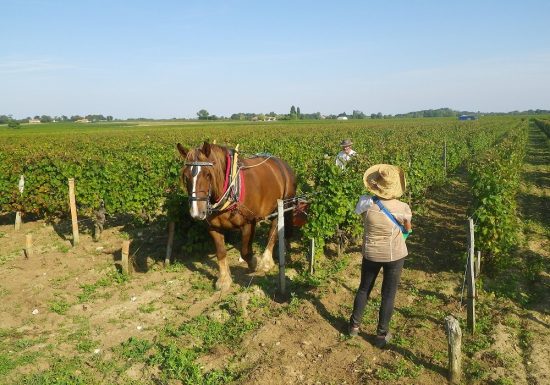 Clos Grange-Vieille