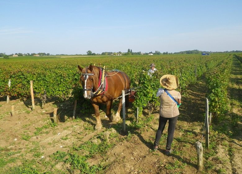 Clos Grange-Vieille