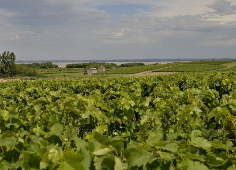 Chateau Croix du Trale