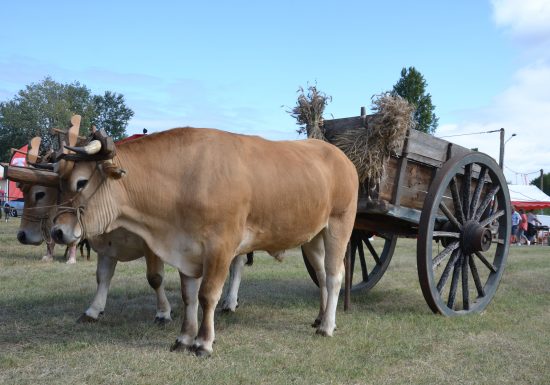 Fête des Battages à l’ancienne