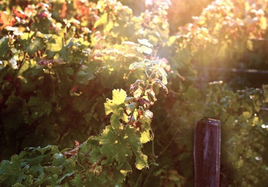 AéroVino – Fly & Wine au Château l’Argilus du Roi