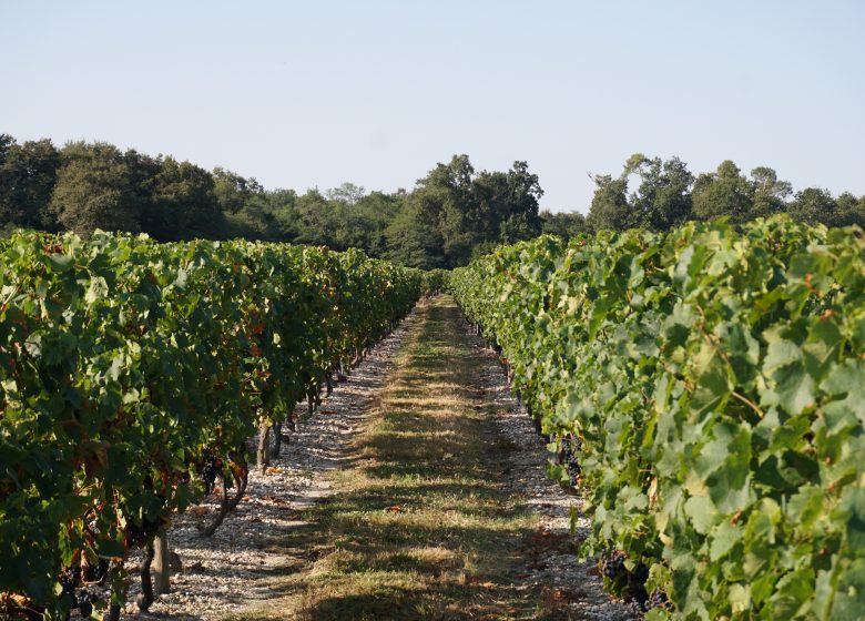 مزارعي النبيذ في Uni-Médoc