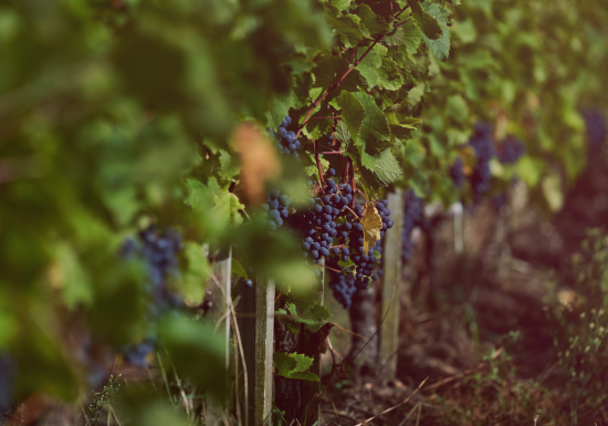 Château Tour de Pez