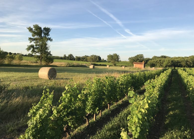 Weinberge und Schlösser der Familie Bouey