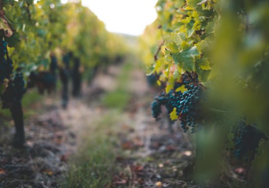 Famille Bouey Vignobles et Châteaux