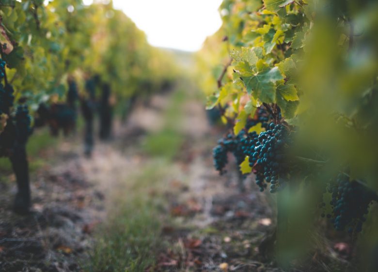 Weinberge und Schlösser der Familie Bouey