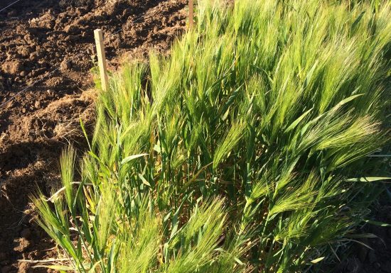 Famille Bouey Vignobles et Châteaux