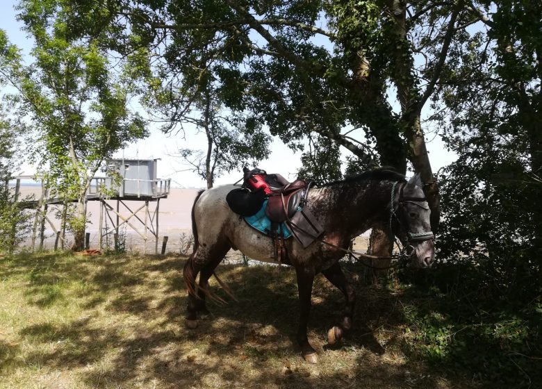 Bucle de caballo Saint-Laurent Listrac