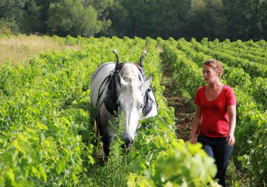 Cave Coopérative La Paroisse