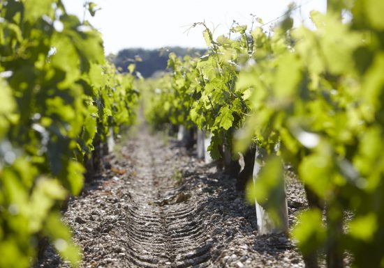 Château Beau-Site Haut-Vignoble