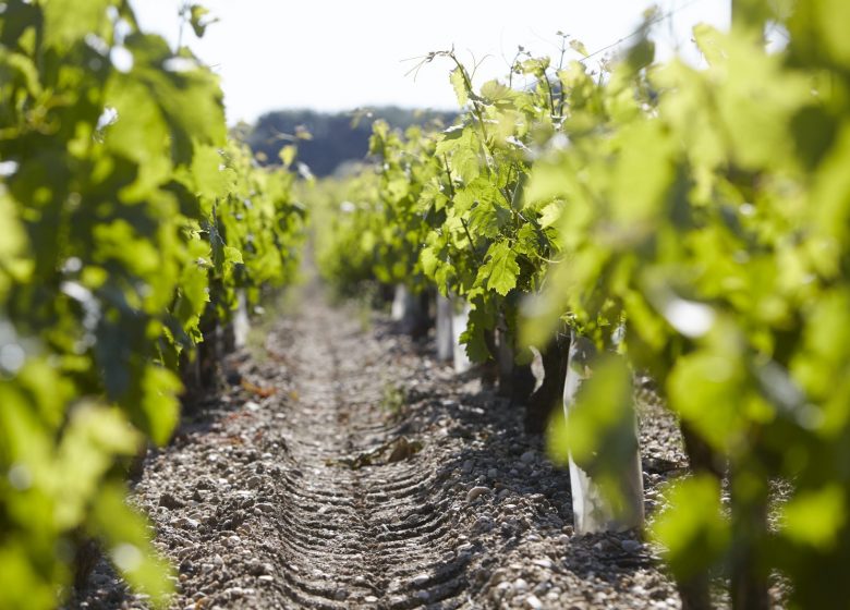 Château Beau-Site Haut-Vignoble