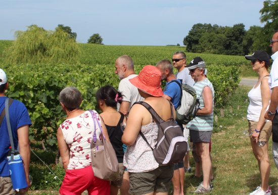 Kommentierte Wanderung in den Weinbergen von Château Tour Castillon