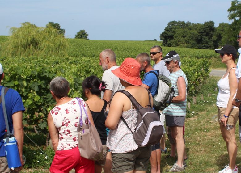 Wandeling met commentaar in de wijngaarden van Château Tour Castillon