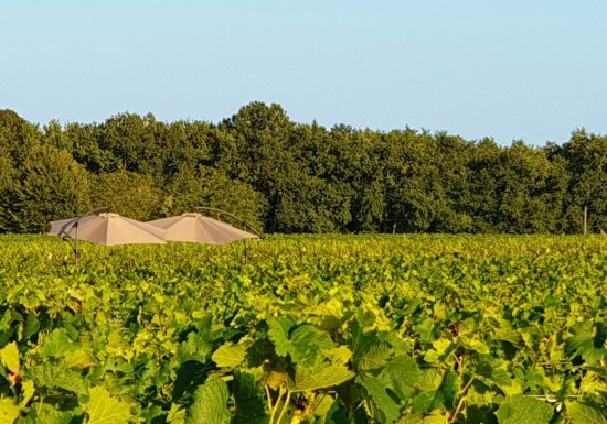 L’Apéro dans les Vignes au Château Hourtin-Ducasse