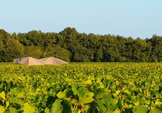 ChâteauHourtin-Ducasseのブドウの木の食前酒