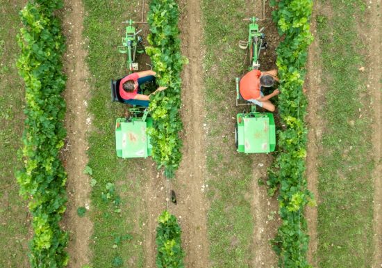 Balade commentée par les vignerons d&rsquo;Uni-Médoc
