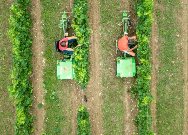 Balade commentée par les vignerons d&rsquo;Uni-Médoc