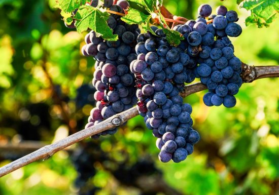 Château L’Or des Terres