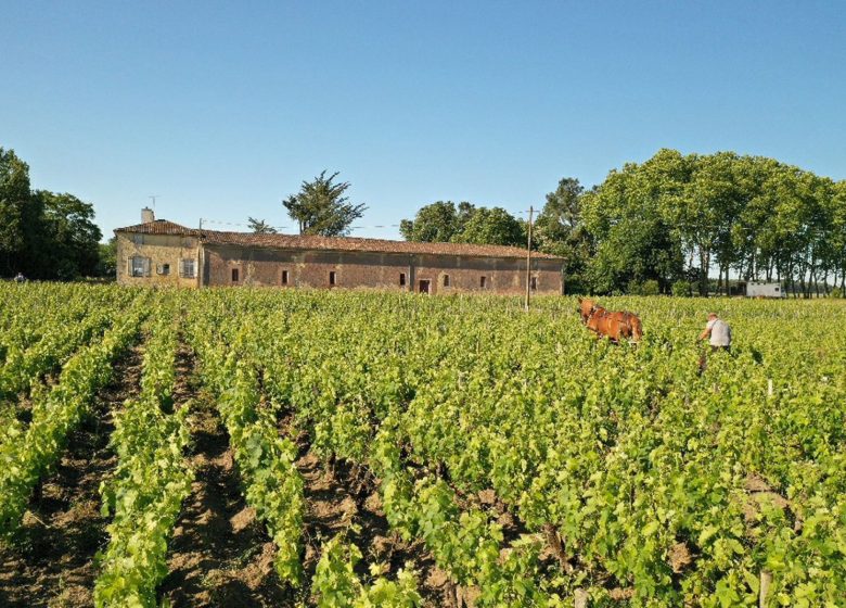 Château Picourneau-Malvezin