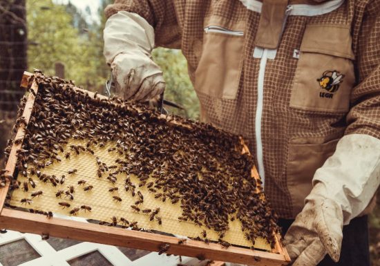 Découverte du sentier des abeilles