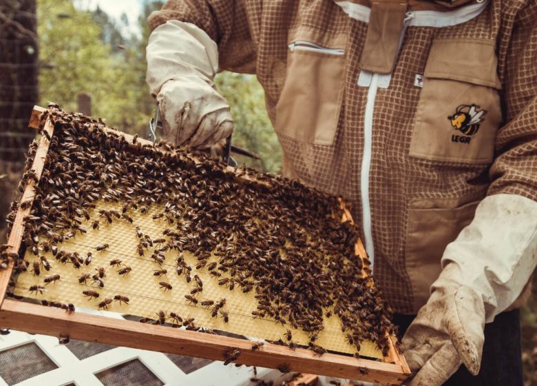 Découverte du sentier des abeilles
